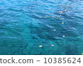漂浮在夏威夷海的羽毛 10385624