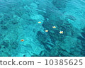 漂浮在夏威夷海的羽毛花 10385625
