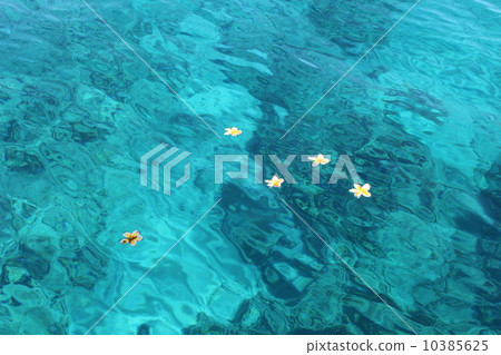 漂浮在夏威夷海的羽毛花 漂浮在夏威夷海的羽毛花 10385625