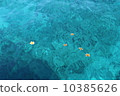 漂浮在夏威夷海的羽毛花 10385626