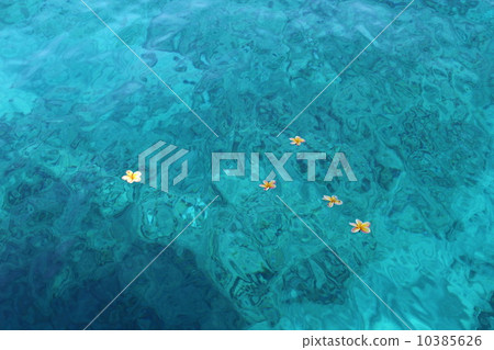 漂浮在夏威夷海的羽毛花 10385626