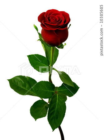 Single red rose on a white background 10385685