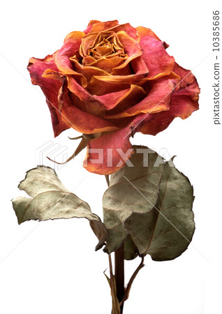 Single dry rose on a white background, isolated 10385686