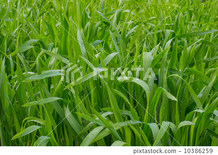 大麥幼葉 大麥幼葉 10386259