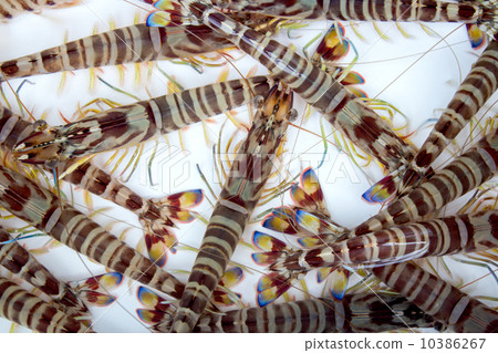 Prawn prawn Prawn prawn 10386267