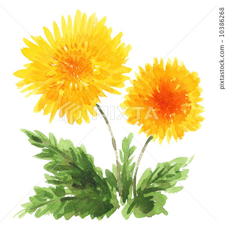 花朵 花 花卉 10386268