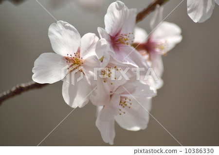 櫻花瓣特寫鏡頭在透射光的 櫻花瓣特寫鏡頭在透射光的 10386330
