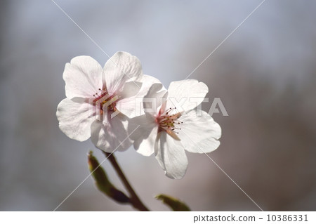 Close-up of cherry blossom petals in transmitted light Close-up of cherry blossom petals in transmitted light 10386331