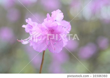 Mitsuba azalea flower　 10386360