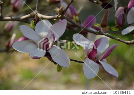 Magnolia flower that makes you feel spring (red) Magnolia flower that makes you feel spring (red) 10386411