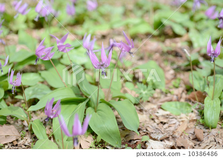 Katakuri花 10386486