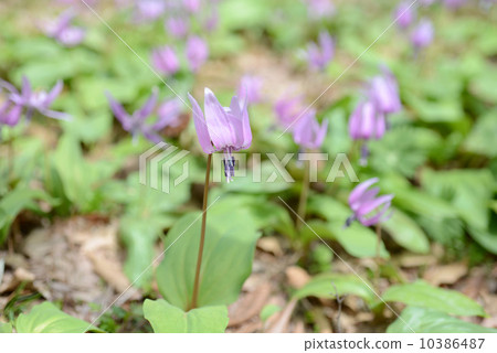 Katakuri花 10386487