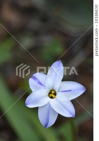 哈納尼拉（哈納） 10386630