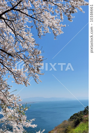 Okubiwako大道的驅動器和櫻花盛開 10386661