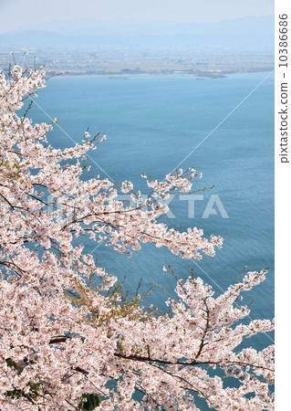 Okubiwako大道的驅動器和櫻花盛開 10386686