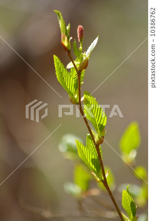 Ryobu sprout Ryobu sprout 10386762