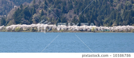 From the view from the other side of Okubiwako seen from the spring Kaizu Osaki cherry blossom row tree From the view from the other side of Okubiwako seen from the spring Kaizu Osaki cherry blossom row tree 10386786