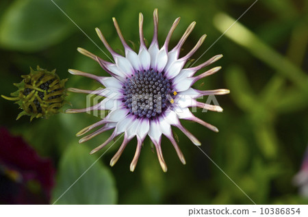 Osteopoulmum(非洲雛菊) Osteopoulmum(非洲雛菊) 10386854