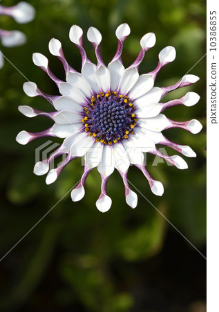 Osteopoulmum(非洲雛菊) Osteopoulmum(非洲雛菊) 10386855