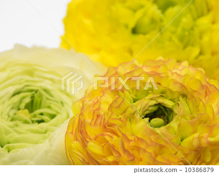 Gorgeous Ranunculus Gorgeous Ranunculus 10386879