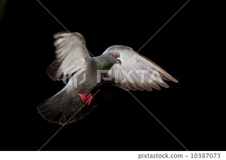 Flying pigeon isolated on black background Flying pigeon isolated on black background 10387073