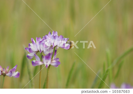 黃芪和蜜蜂 黃芪和蜜蜂 10387083
