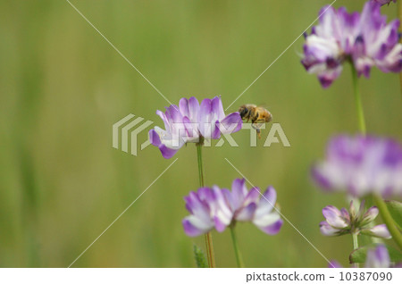 Astragalus and honeybee 10387090