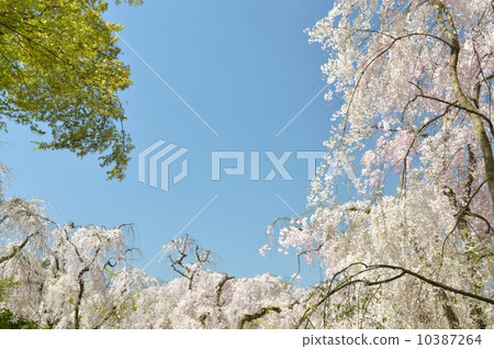 櫻花和紅葉 10387264