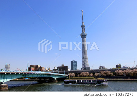 Sakura in the Sumidagawa river 10387275