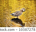 Duck 10387278