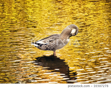 Duck Duck 10387278