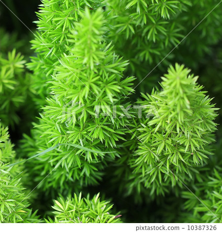 foxtail as background or texture 10387326