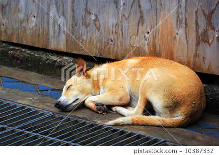 dog sleep on the street 10387332