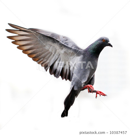 Flying pigeon isolated on white Flying pigeon isolated on white 10387457