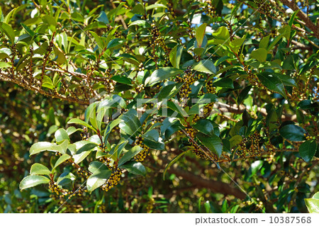 樹·Hisakaki山茶花家庭 10387568