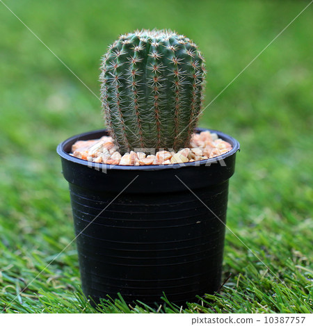Closeup of beautiful cactus Closeup of beautiful cactus 10387757
