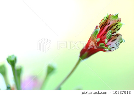 Yuri Daffodil Alstroemeria Puru kera 10387918