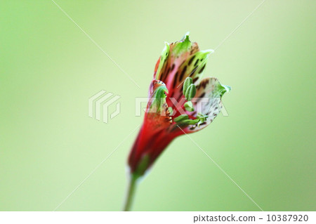 Yuri Daffodil Alstroemeria Puru kera 10387920