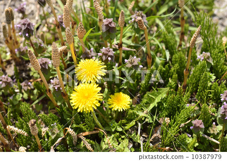 Tsukushi和蒲公英 Tsukushi和蒲公英 10387979