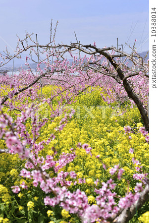 桃花和油菜花 10388014