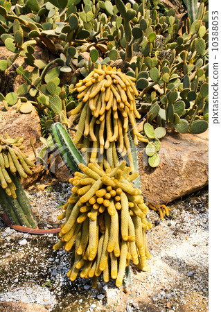 Cactus in Nong Nooch Tropical Botanical Garden, Pattaya, Thailan Cactus in Nong Nooch Tropical Botanical Garden, Pattaya, Thailan 10388053