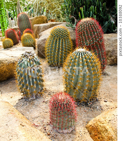 Cactus in Nong Nooch Tropical Botanical Garden, Pattaya, Thailan Cactus in Nong Nooch Tropical Botanical Garden, Pattaya, Thailan 10388092