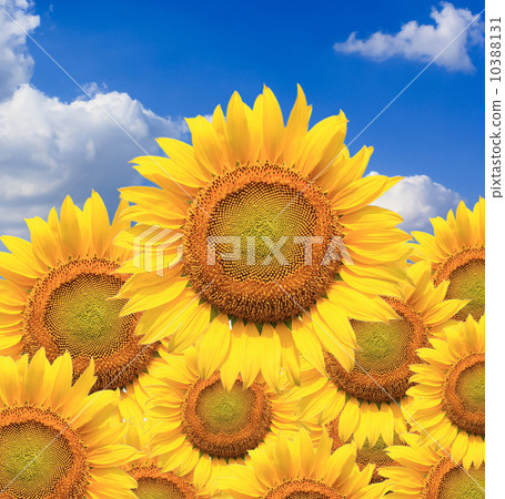 Beautiful sunflowers isolated naturally on blue sky. 10388131