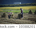 水稻收割 10388201