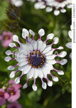 Osteopoulmum (African daisy) 10388217