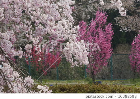 花樣 花樣 10388598