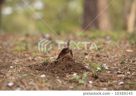 Natural plant bamboo shoots and cherry blossom petals 10389145