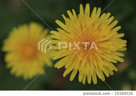 Natural plants Canto dandelion flowers ① Natural plants Canto dandelion flowers ① 10389520