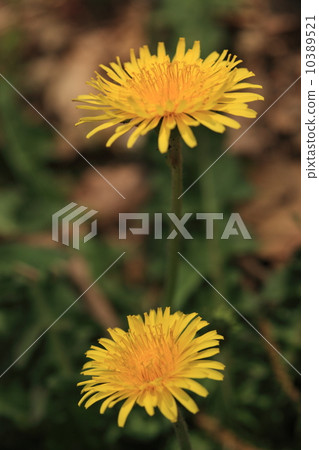 自然植物Canto蒲公英花② 10389521