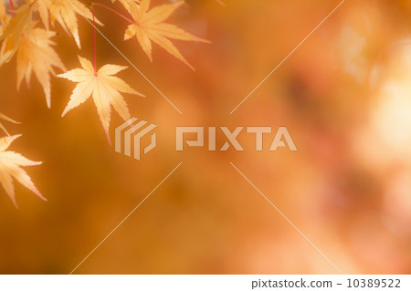 秋葉楓 秋葉楓 10389522